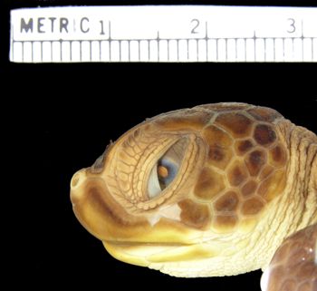 Media type: image; Herpetology R-1413